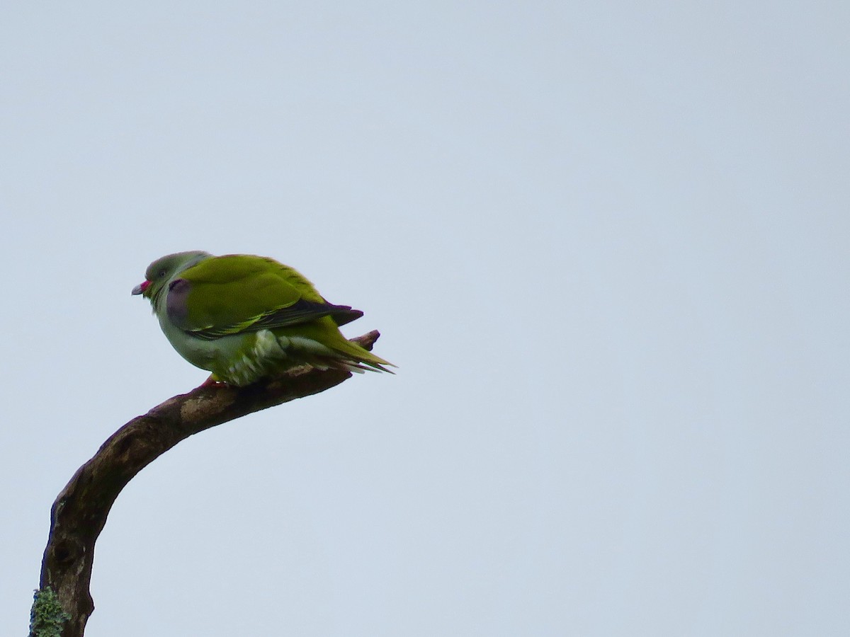 African Green-Pigeon - Jan Hansen