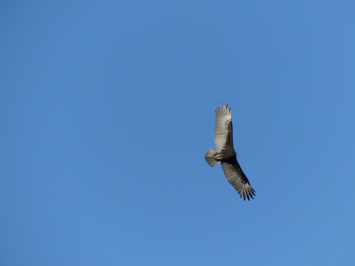 Turkey Vulture - ML181394261