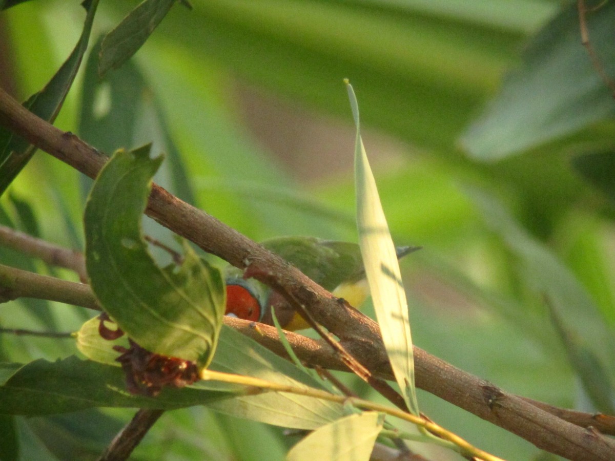 Gouldian Finch - ML181395001