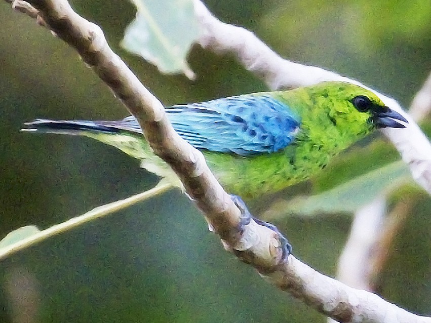 Dotted Tanager - eBird