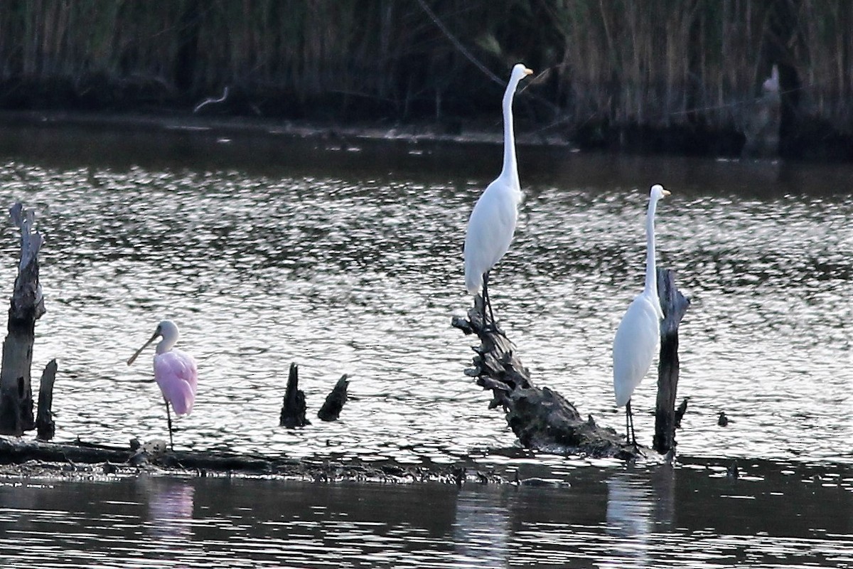 Roseate Spoonbill - kristi cooper