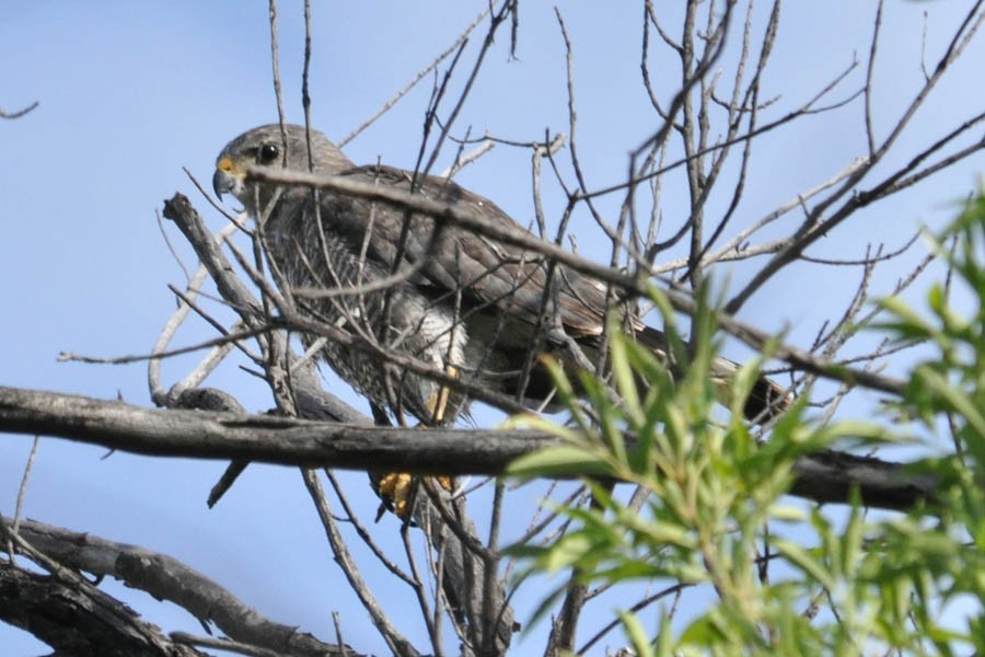 Gray Hawk - ML181397451