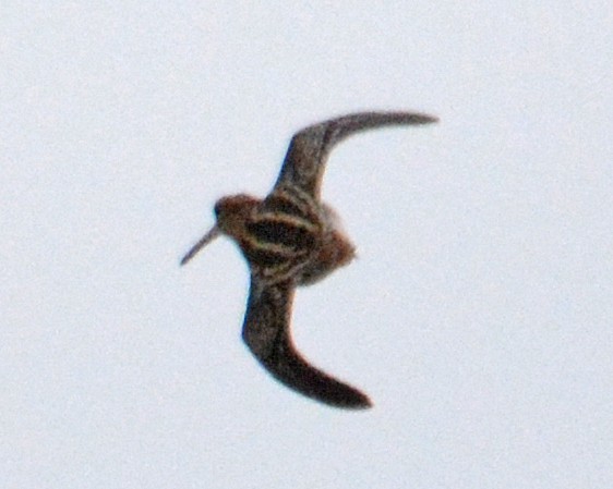 Wilson's Snipe - ML181397971