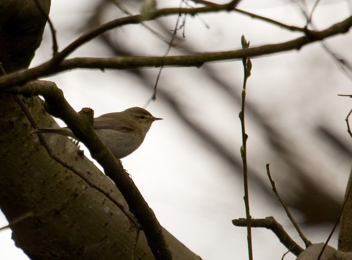 Iberian Chiffchaff - ML181398471