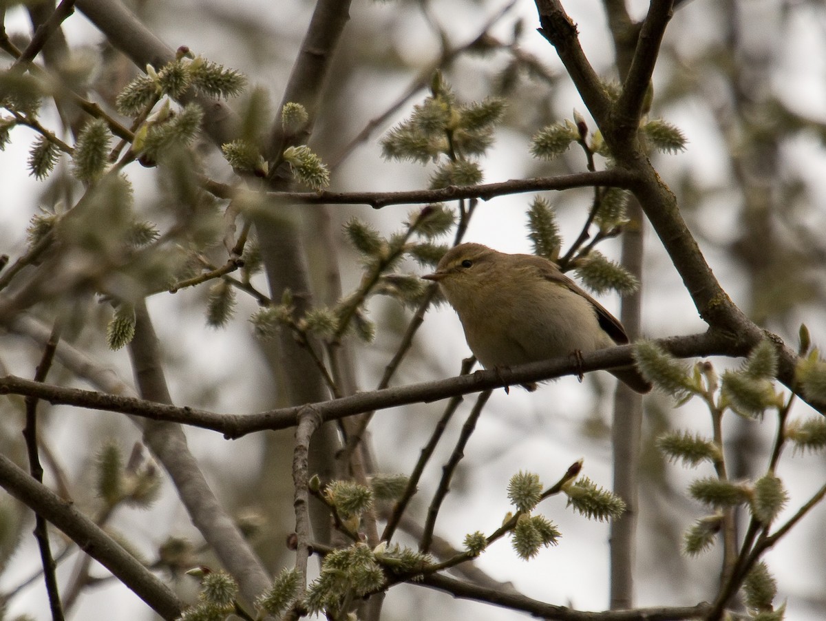 Iberian Chiffchaff - ML181398491