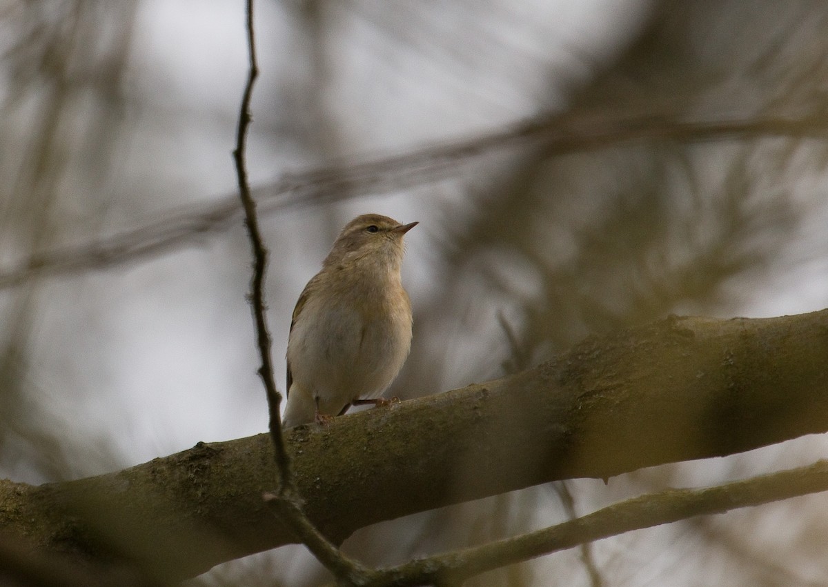 Iberian Chiffchaff - ML181398501