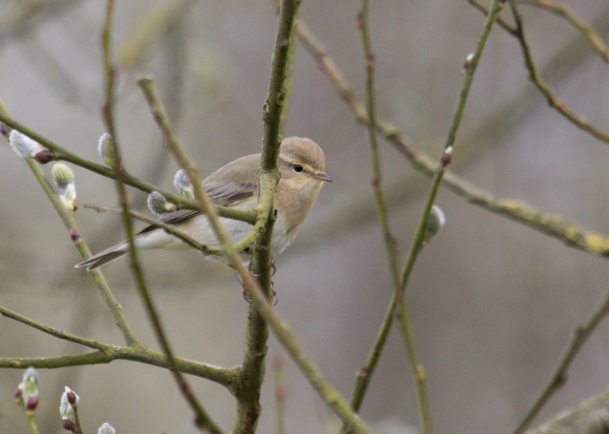 Iberian Chiffchaff - ML181398541
