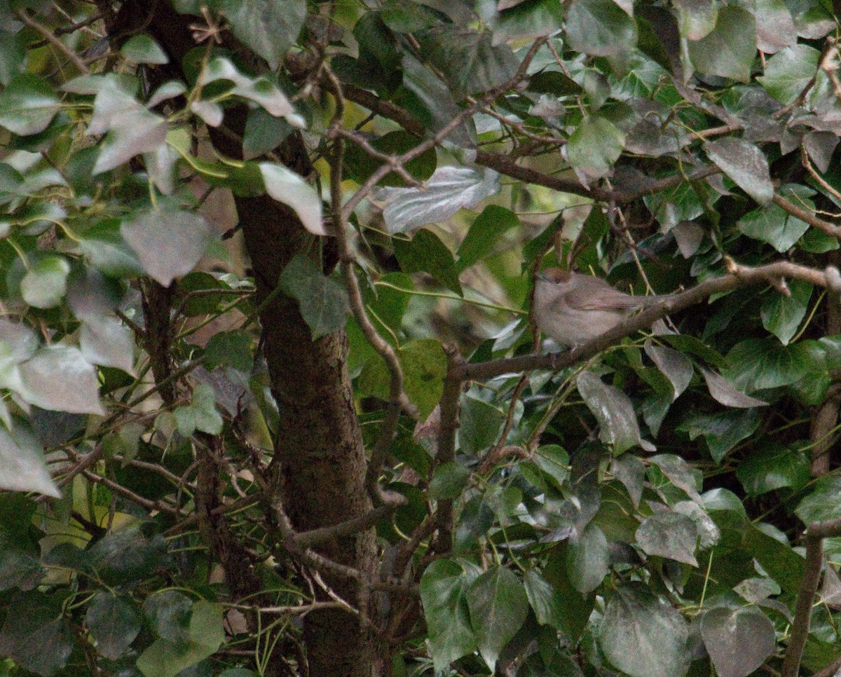 Eurasian Blackcap - ML181398561