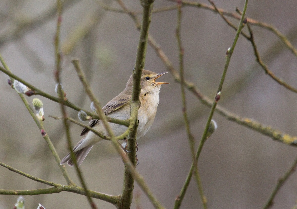 Iberian Chiffchaff - ML181398581