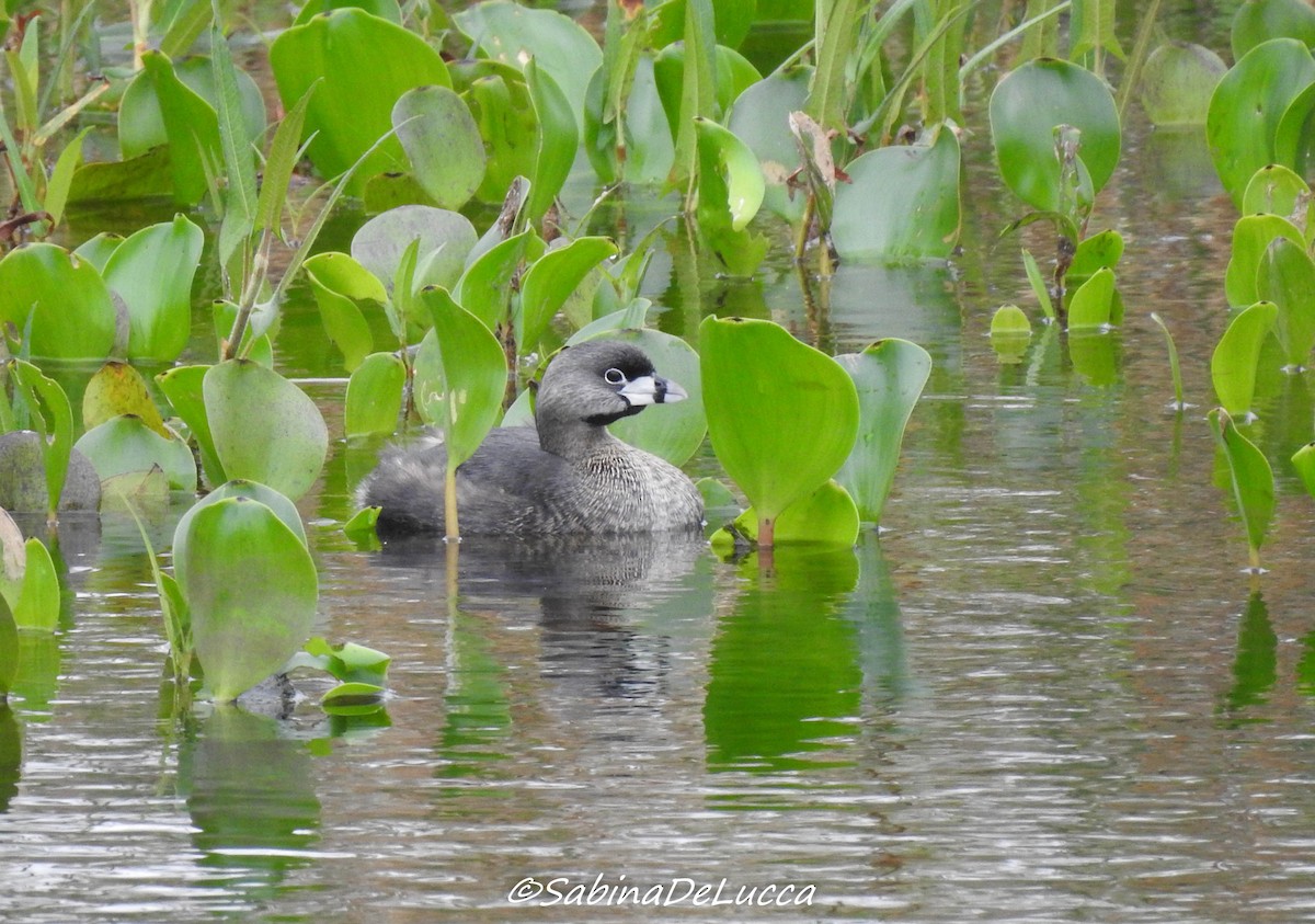 Pied-billed Grebe - ML181398591