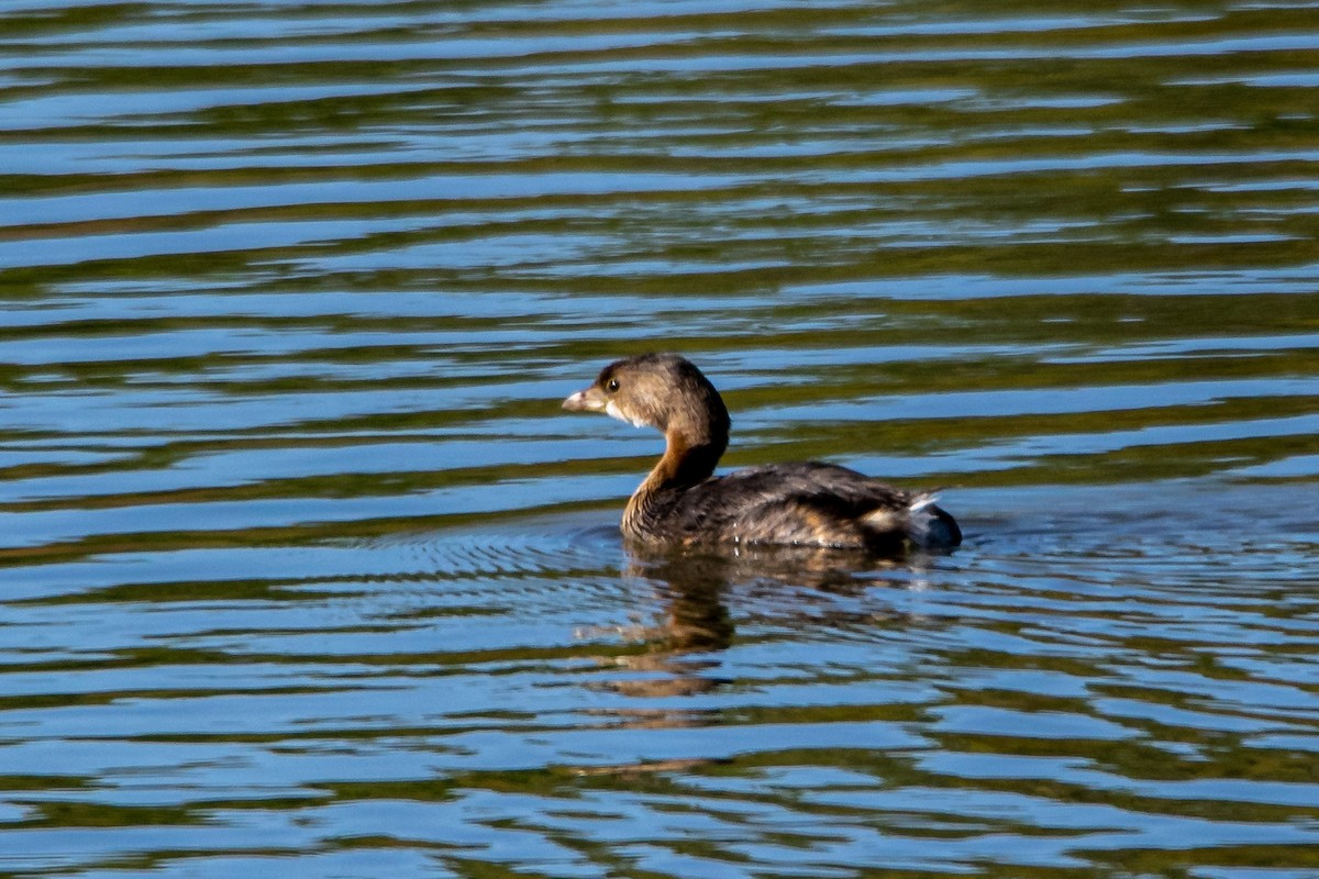 Pied-billed Grebe - ML181398821