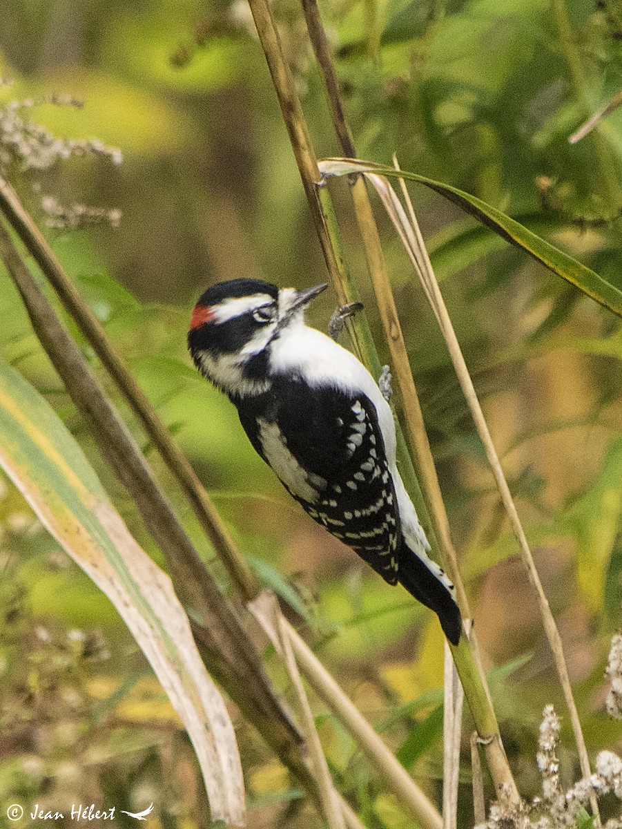 Downy Woodpecker - Jean Hebert