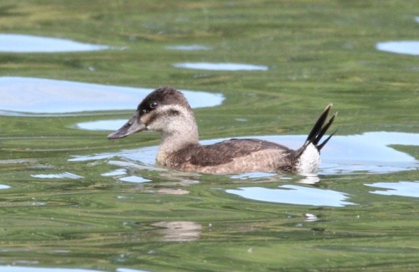 Ruddy Duck - ML181404031