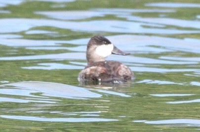 Ruddy Duck - ML181404041