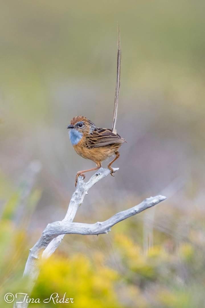 Southern Emuwren - ML181404081