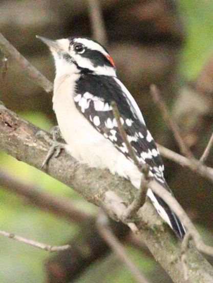 Downy Woodpecker - ML181404111
