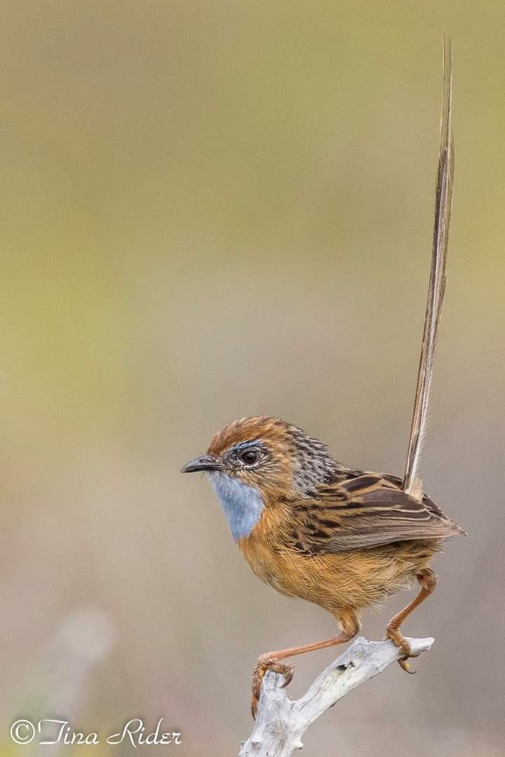 Southern Emuwren - ML181404141