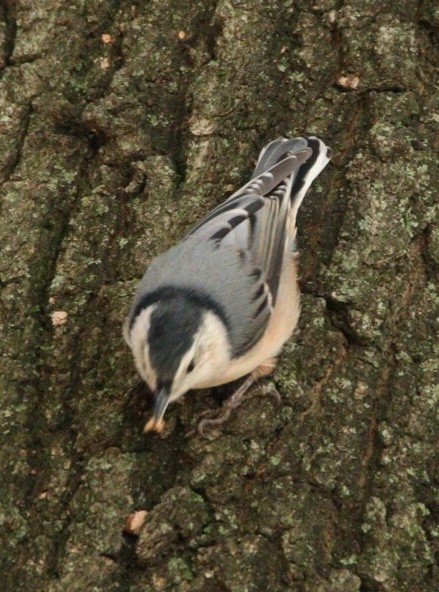 White-breasted Nuthatch - ML181404171