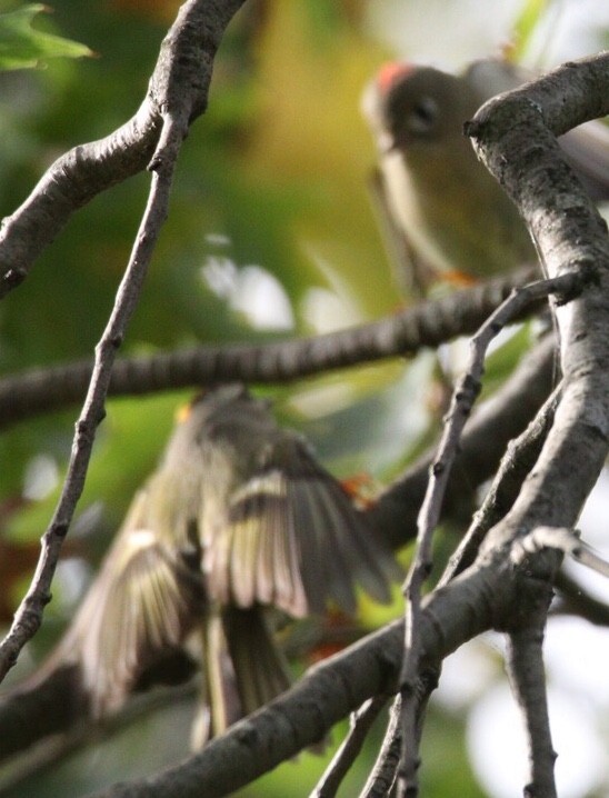 Ruby-crowned Kinglet - ML181404331