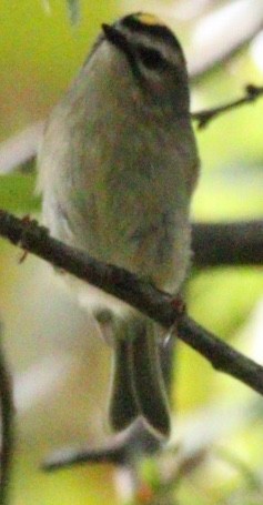 Golden-crowned Kinglet - ML181404521