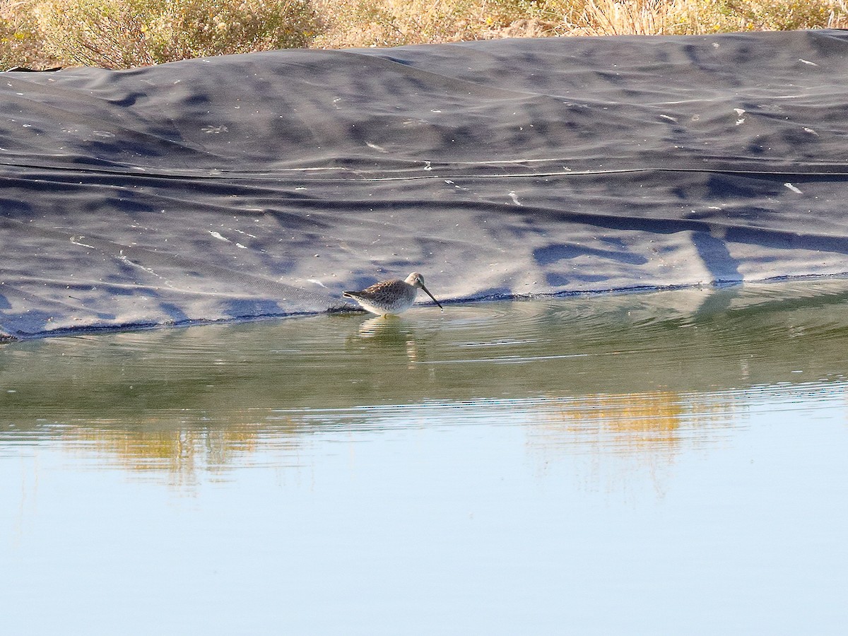 Long-billed Dowitcher - ML181404781