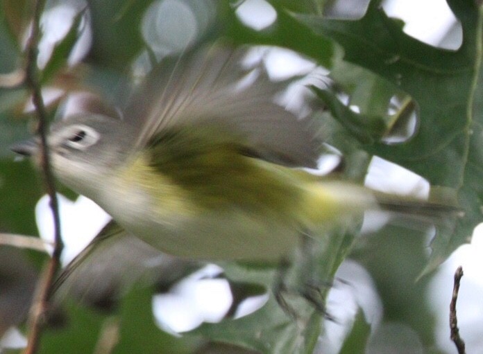 Blue-headed Vireo - ML181404811