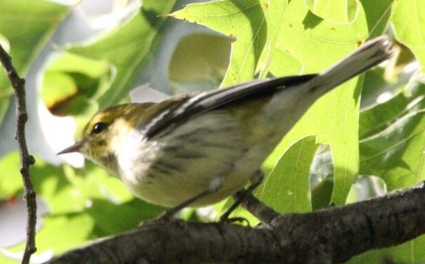 Black-throated Green Warbler - ML181405651