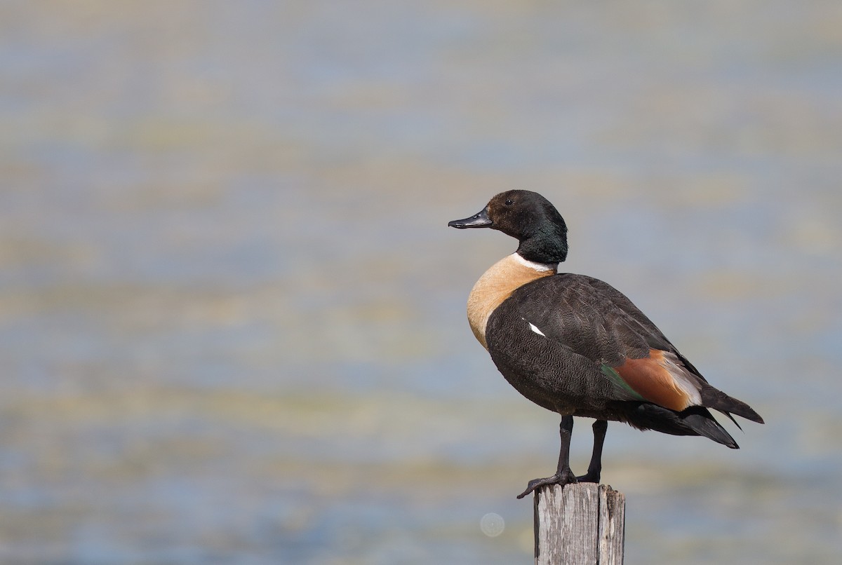 Australian Shelduck - ML181405861