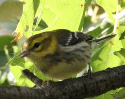 Black-throated Green Warbler - ML181406151