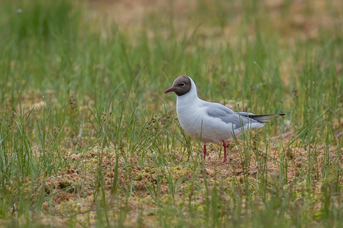 Mouette rieuse - ML181406311