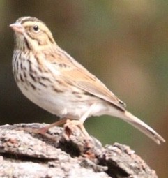Savannah Sparrow - ML181406331