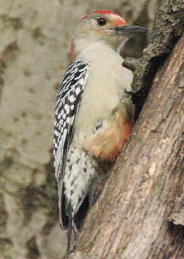 Red-bellied Woodpecker - Jim Grieshaber