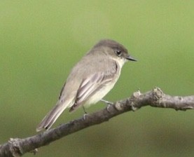 Eastern Phoebe - ML181407911