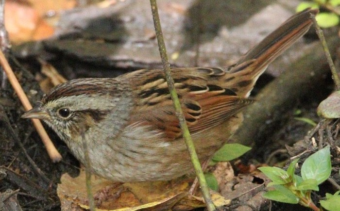 Swamp Sparrow - ML181408821
