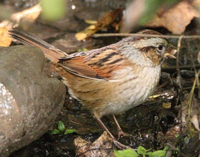 Swamp Sparrow - ML181408831