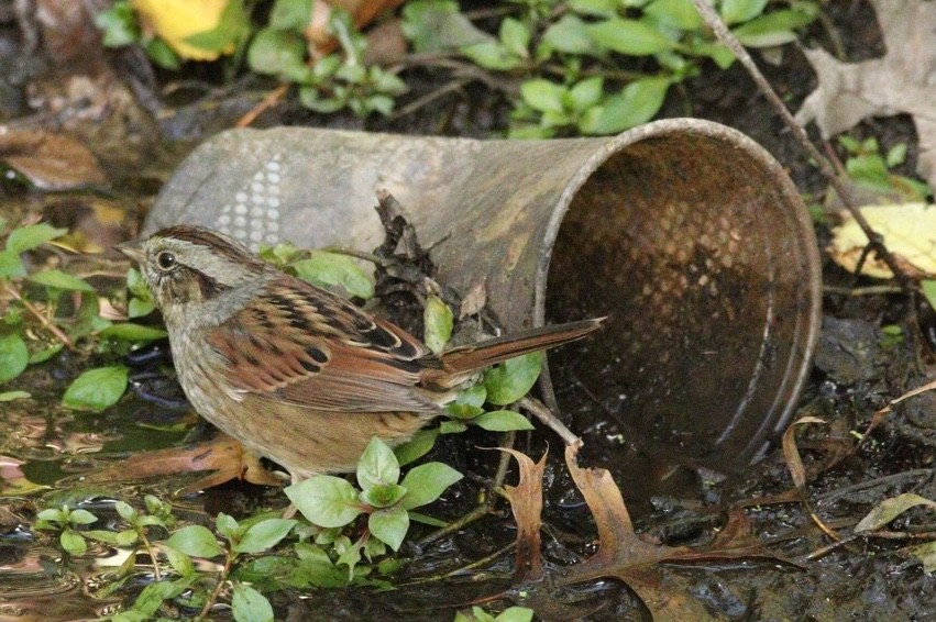Swamp Sparrow - ML181408841