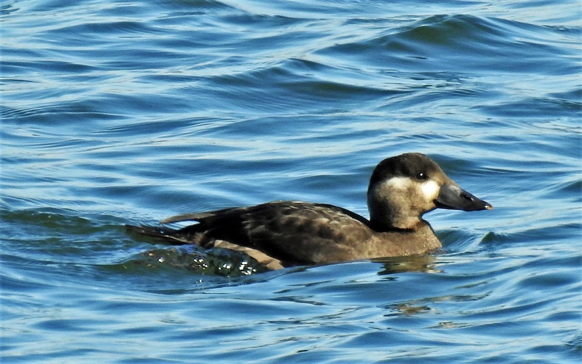 Surf Scoter - ML181408911
