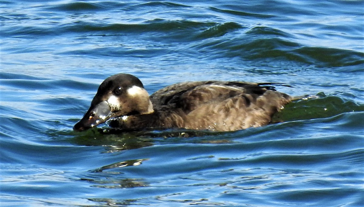 Surf Scoter - ML181408931