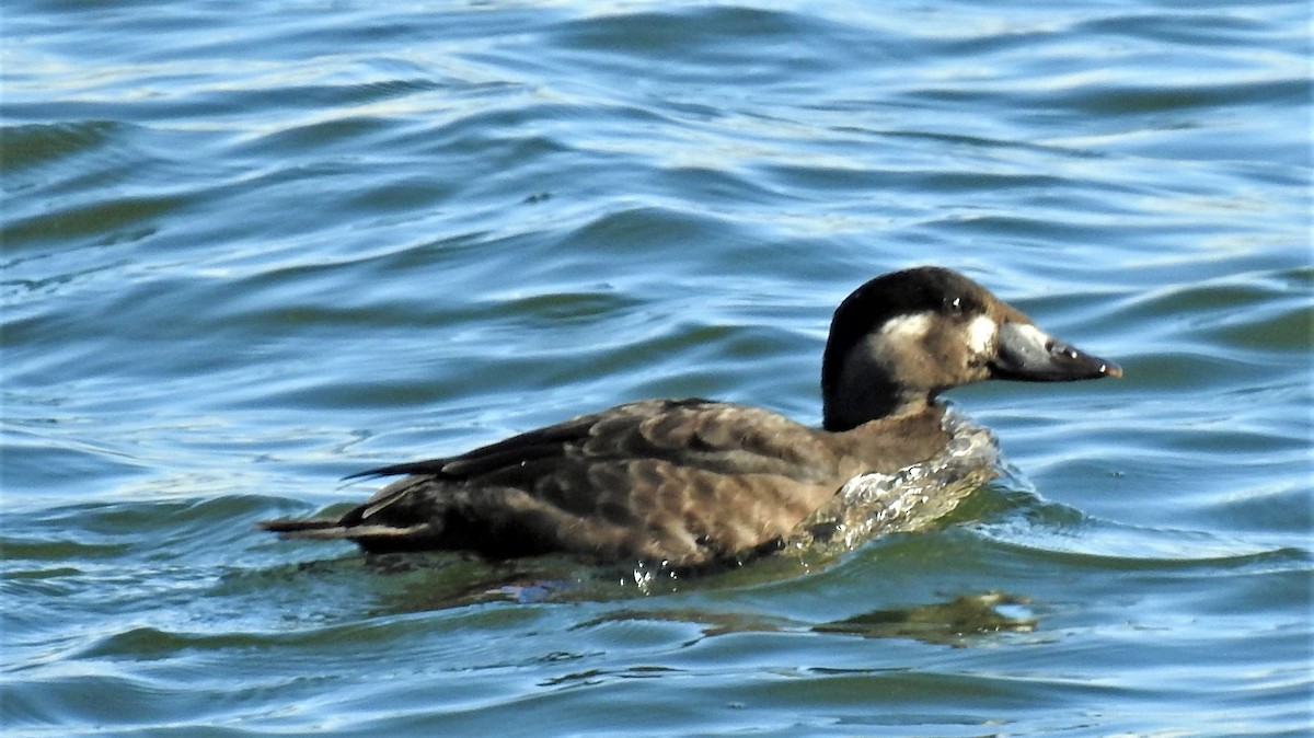 Surf Scoter - ML181408991