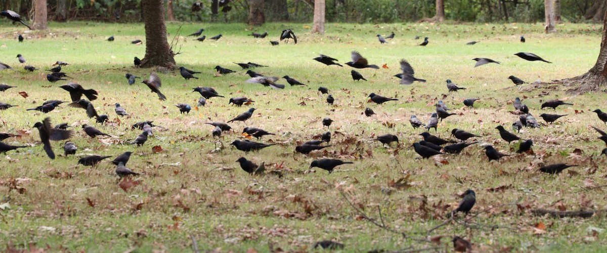 Common Grackle - ML181409011