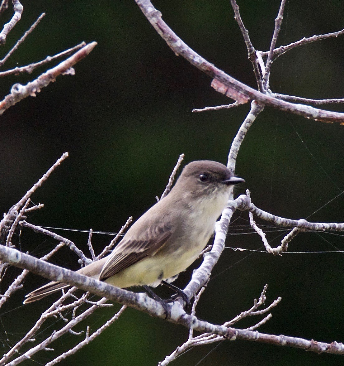 Eastern Phoebe - Marcia Balestri