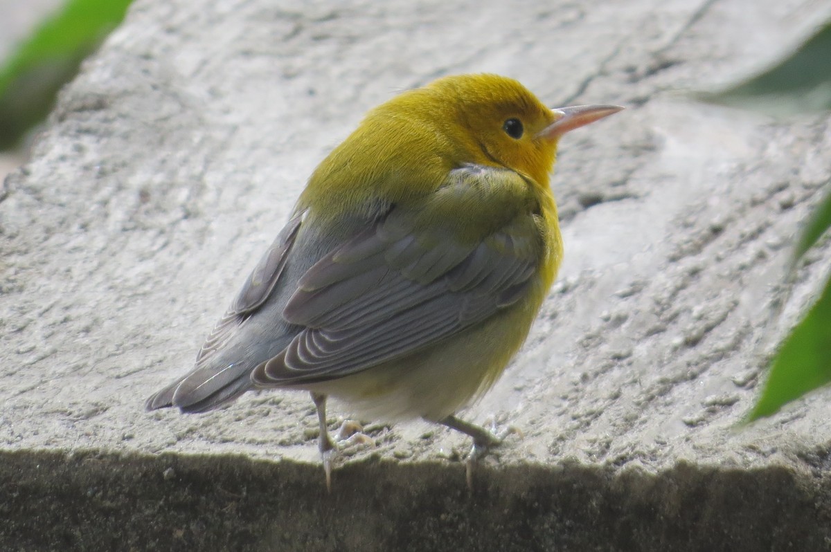 Prothonotary Warbler - ML181410611