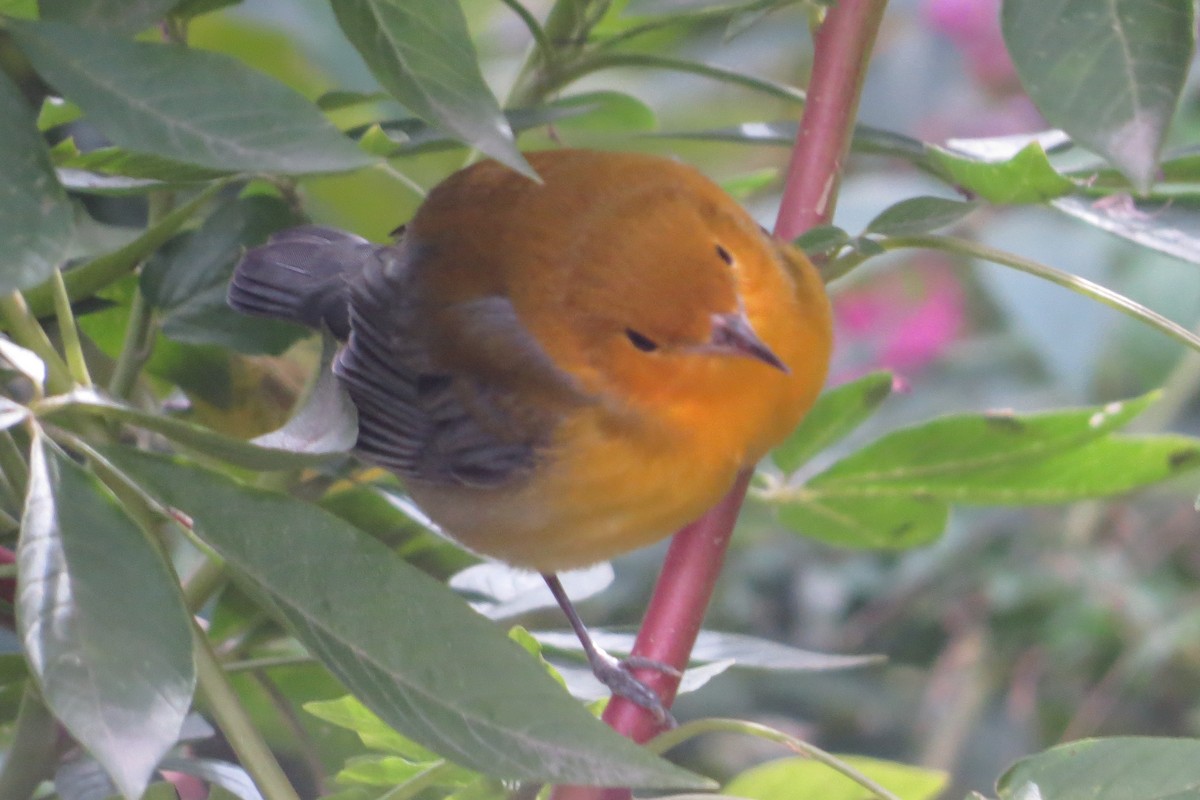 Prothonotary Warbler - ML181410621