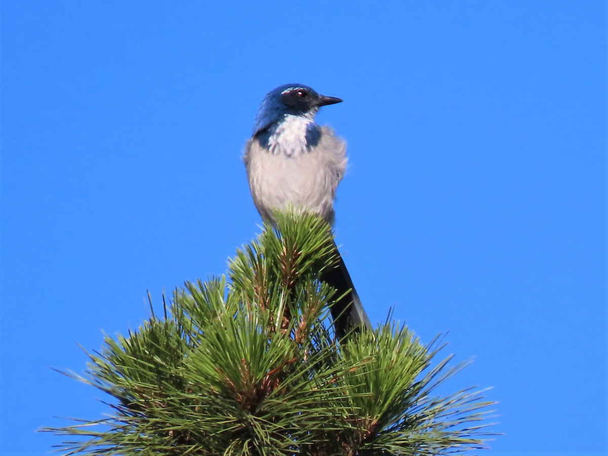 California Scrub-Jay - ML181411441