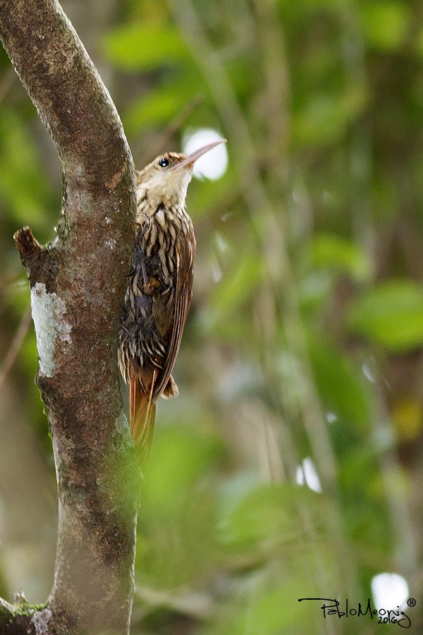 Scalloped Woodcreeper - ML181413251