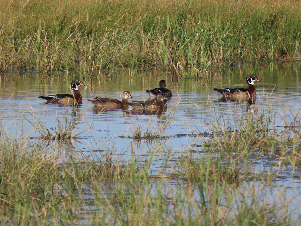 Wood Duck - ML181414151