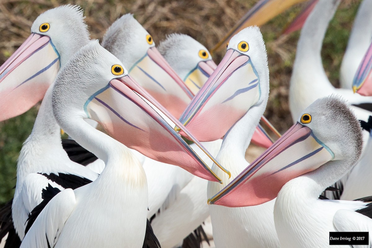 Australian Pelican - David Irving