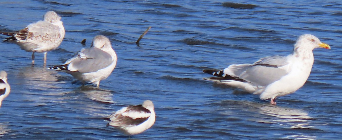 Herring Gull - ML181414631