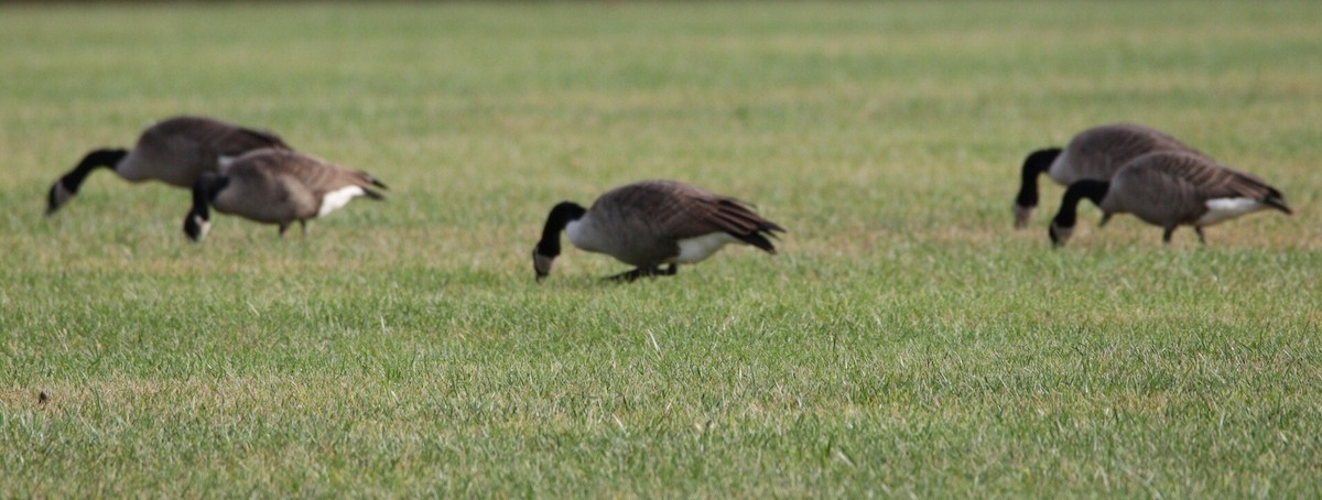 Canada Goose - ML181415801