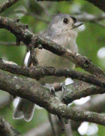 Tufted Titmouse - ML181415931